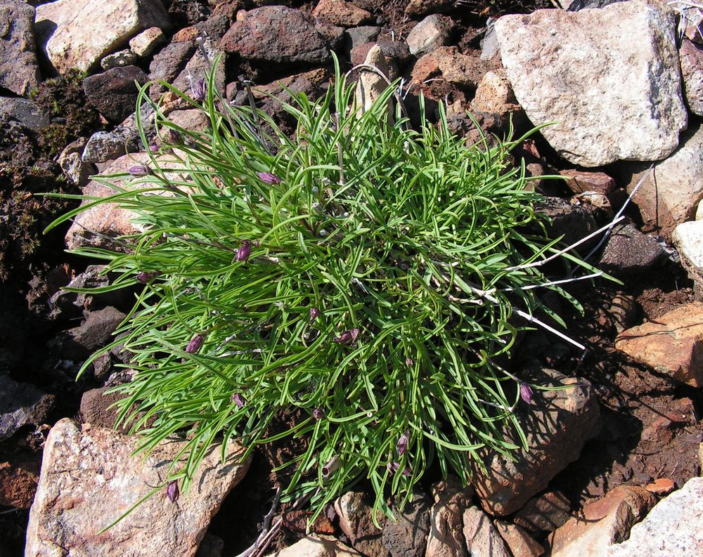 Изображение особи Silene stenophylla.