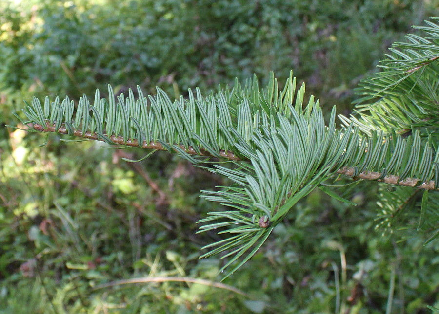 Image of Abies chensiensis specimen.