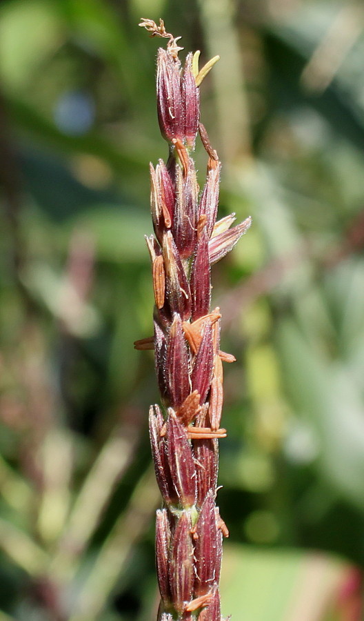 Изображение особи Zea mays.