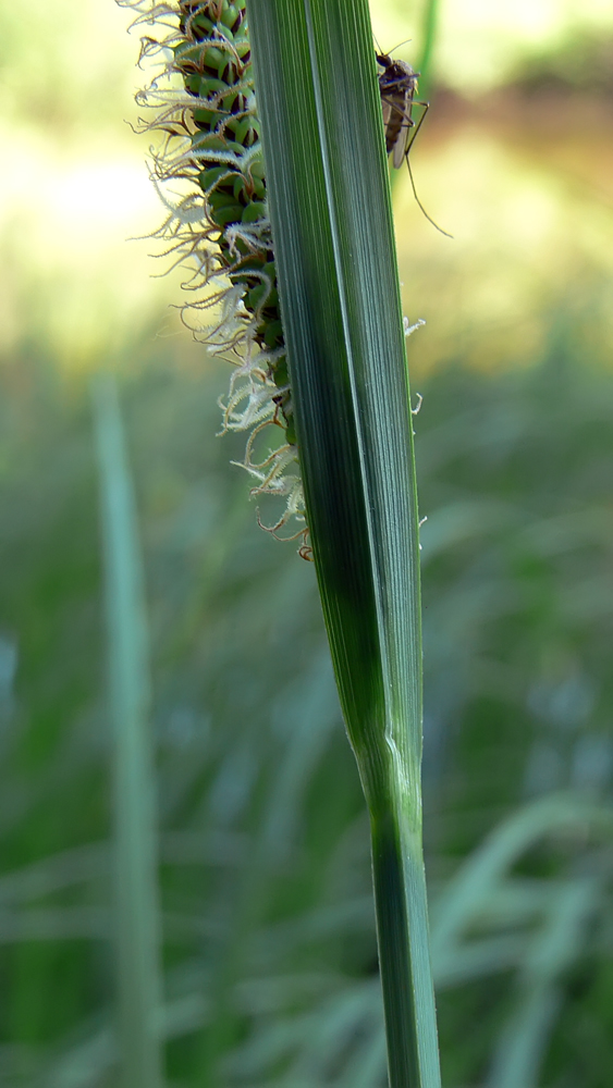 Изображение особи род Carex.