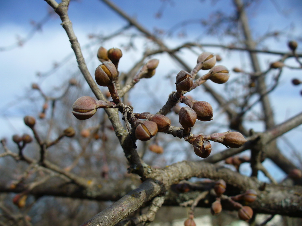 Изображение особи Cornus mas.