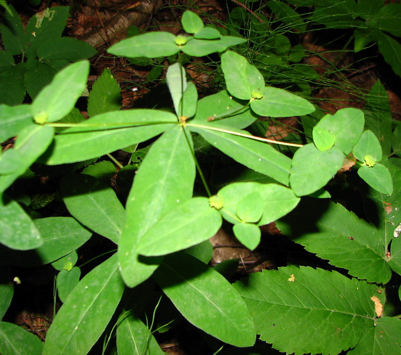 Изображение особи Euphorbia dulcis.