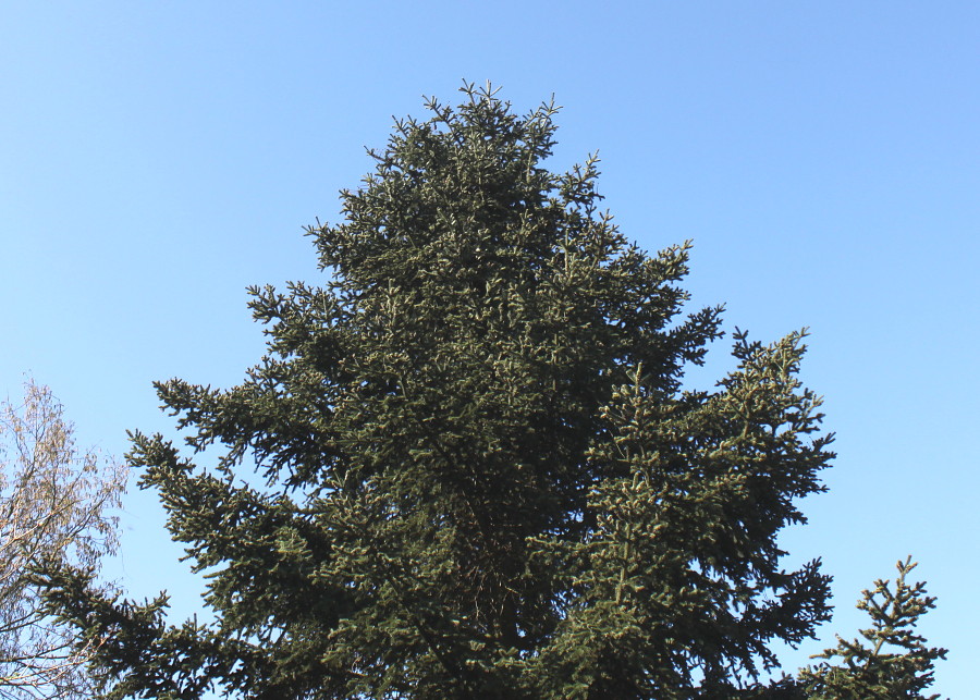 Image of Abies cephalonica specimen.