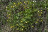 Potentilla fragarioides