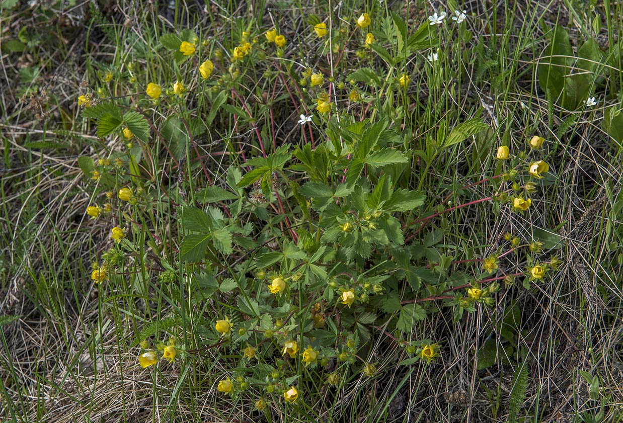 Image of Potentilla fragarioides specimen.