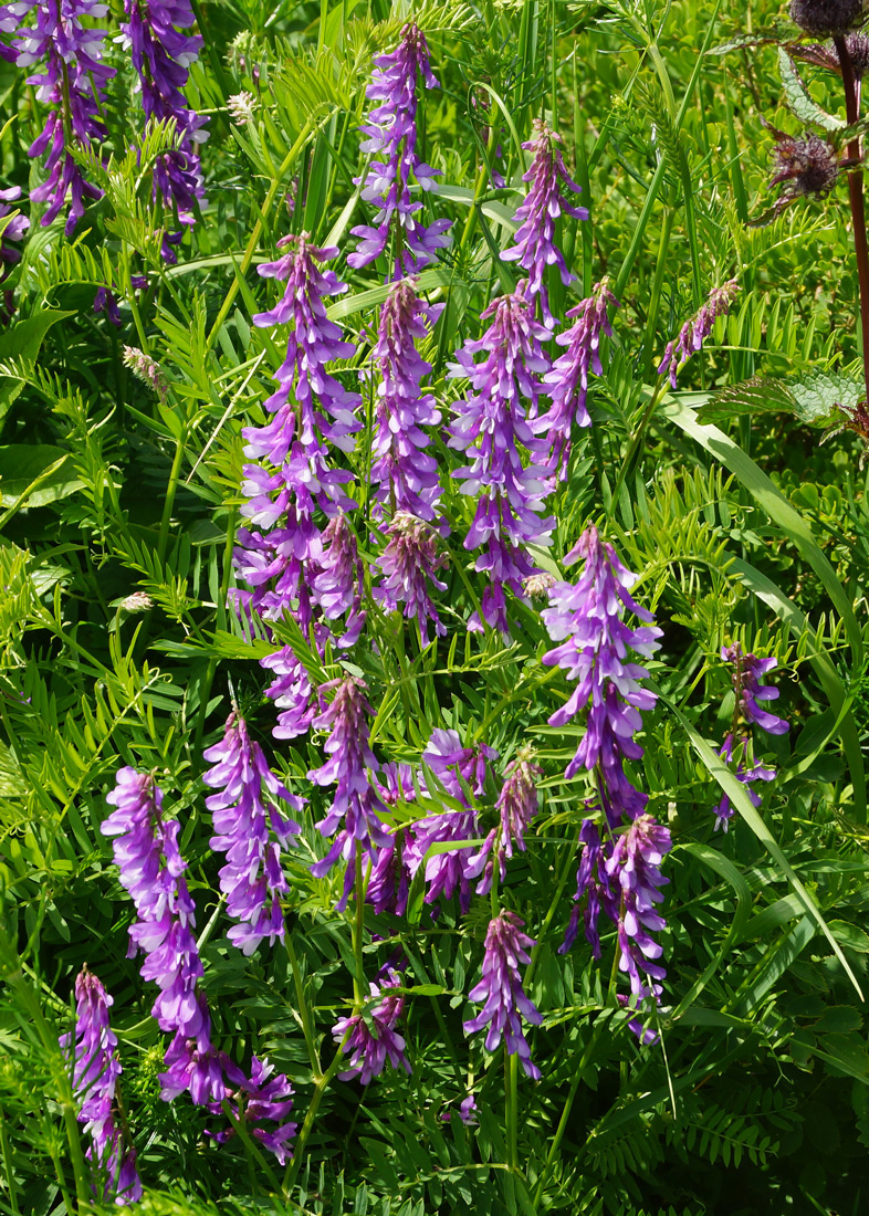 Image of Vicia tenuifolia specimen.