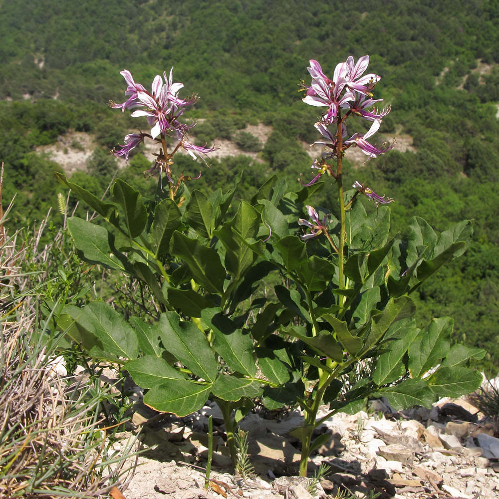 Image of Dictamnus caucasicus specimen.