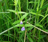 Scutellaria galericulata. Цветущее растение. Московская обл., Электрогорск, восточный берег Стахановского озера, заболоченная кромка у воды. 14.06.2014.