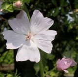 Malva moschata