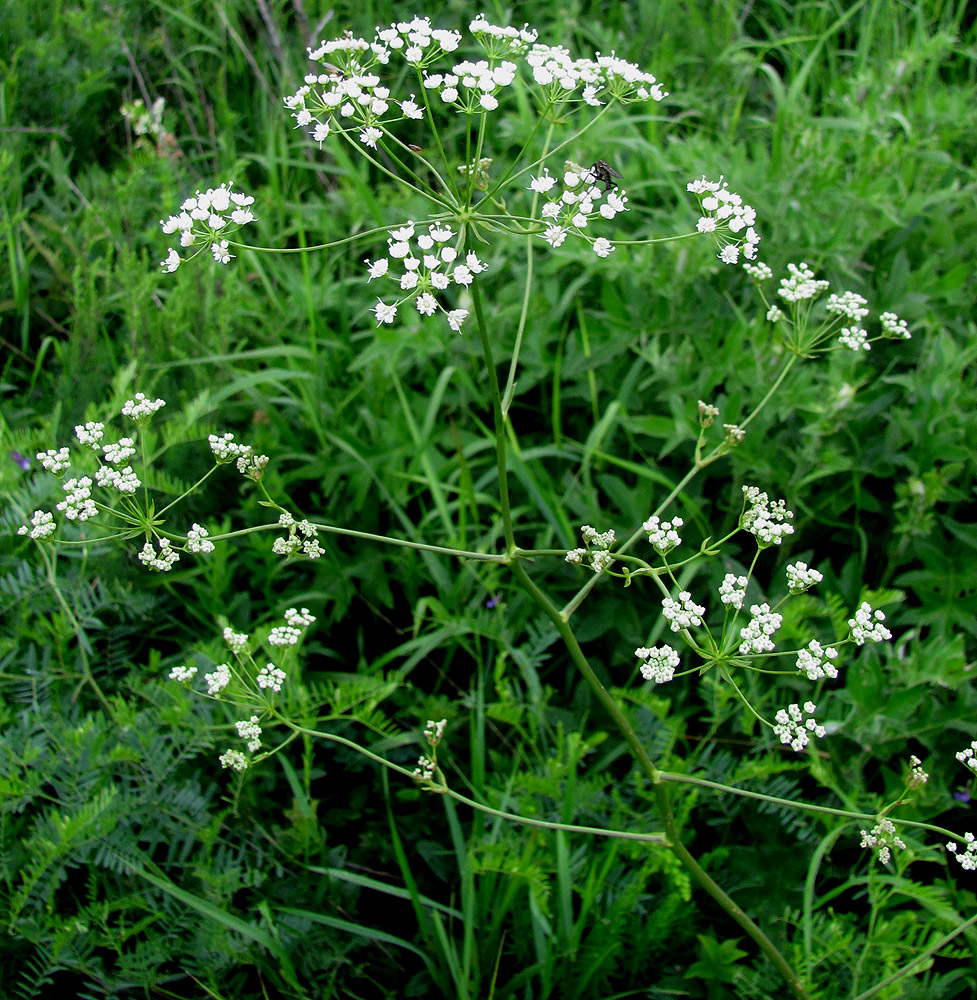 Image of Physospermum cornubiense specimen.