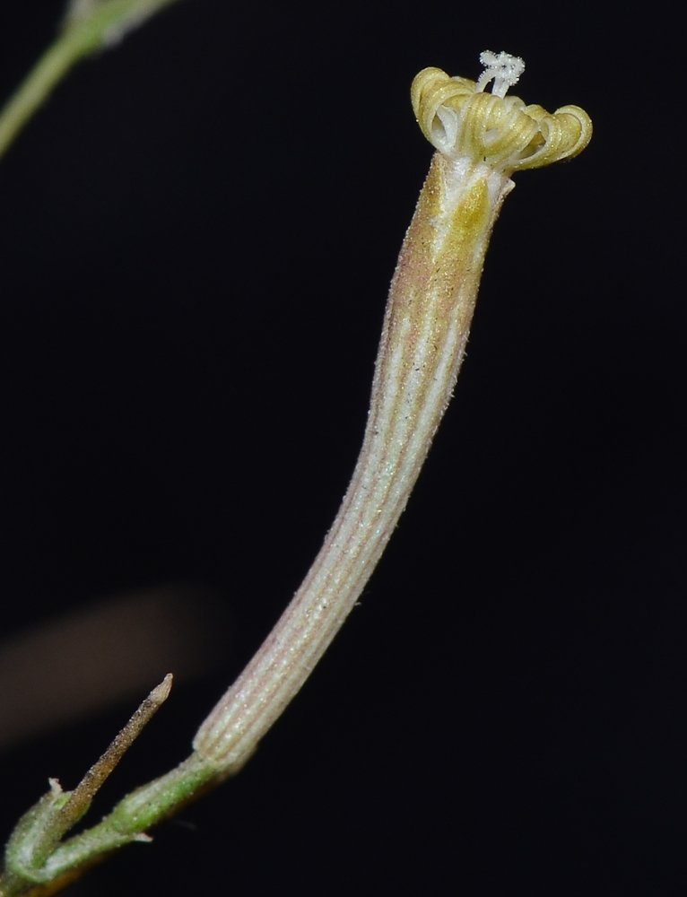 Изображение особи Silene linearis.