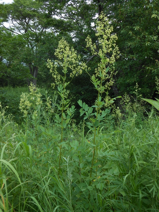 Image of Thalictrum ussuriense specimen.