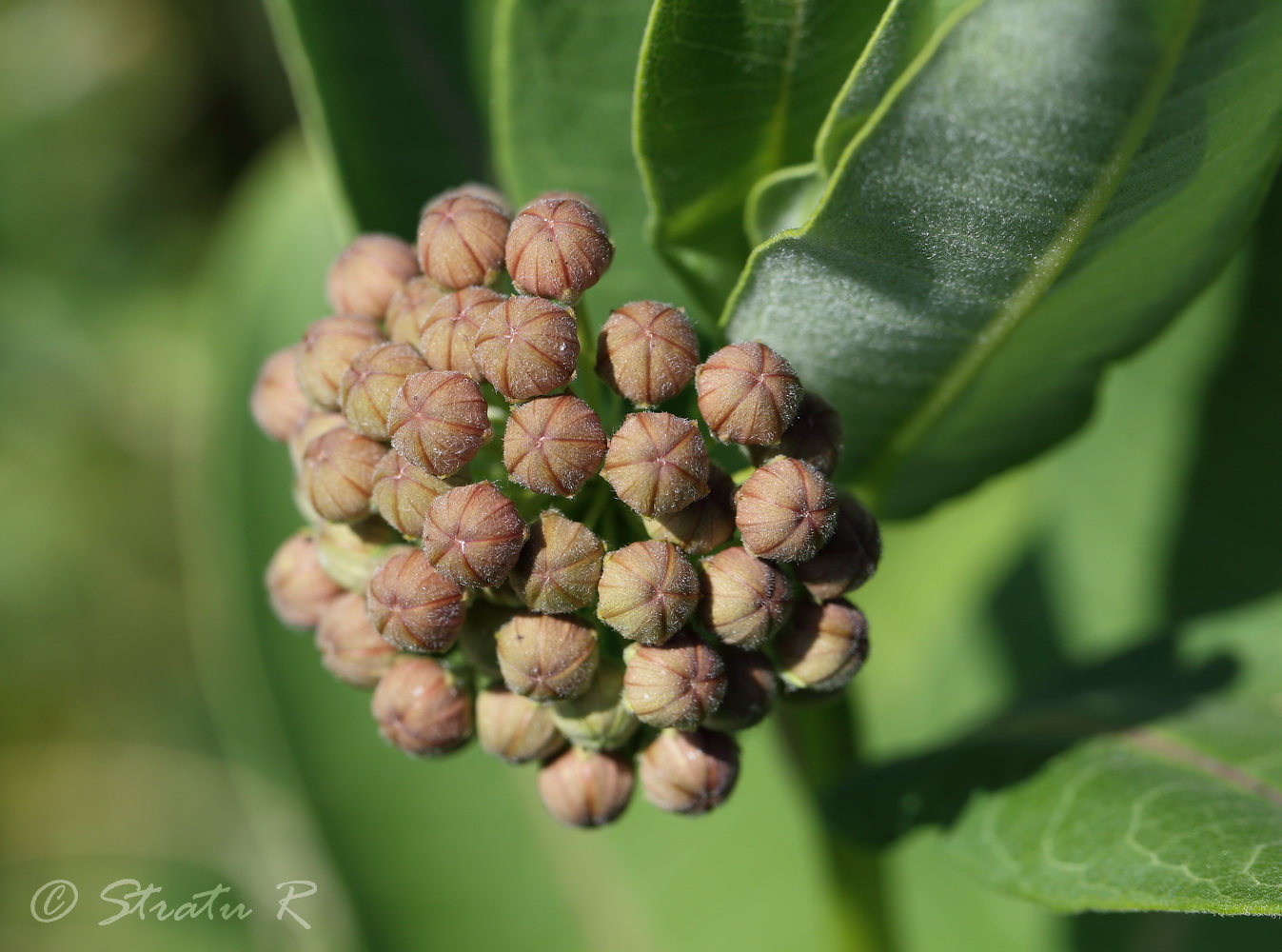 Image of Asclepias syriaca specimen.