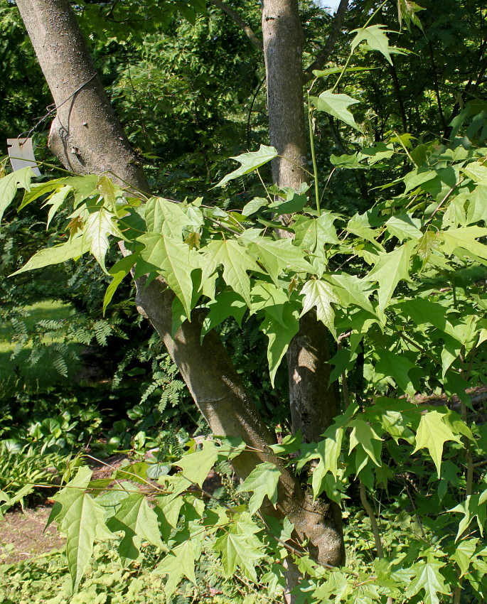 Image of Alangium chinense specimen.