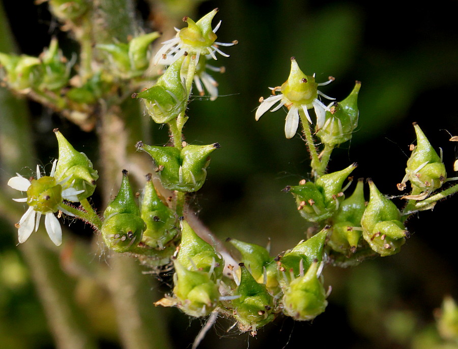 Image of familia Saxifragaceae specimen.