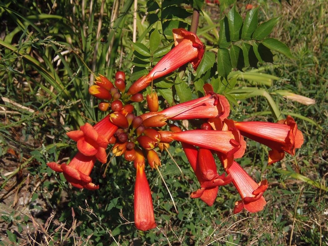 Image of Campsis radicans specimen.