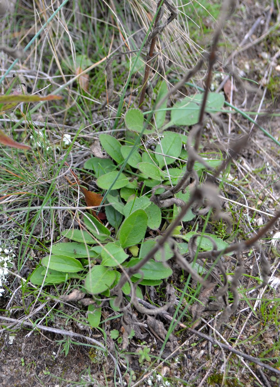 Image of genus Veronica specimen.