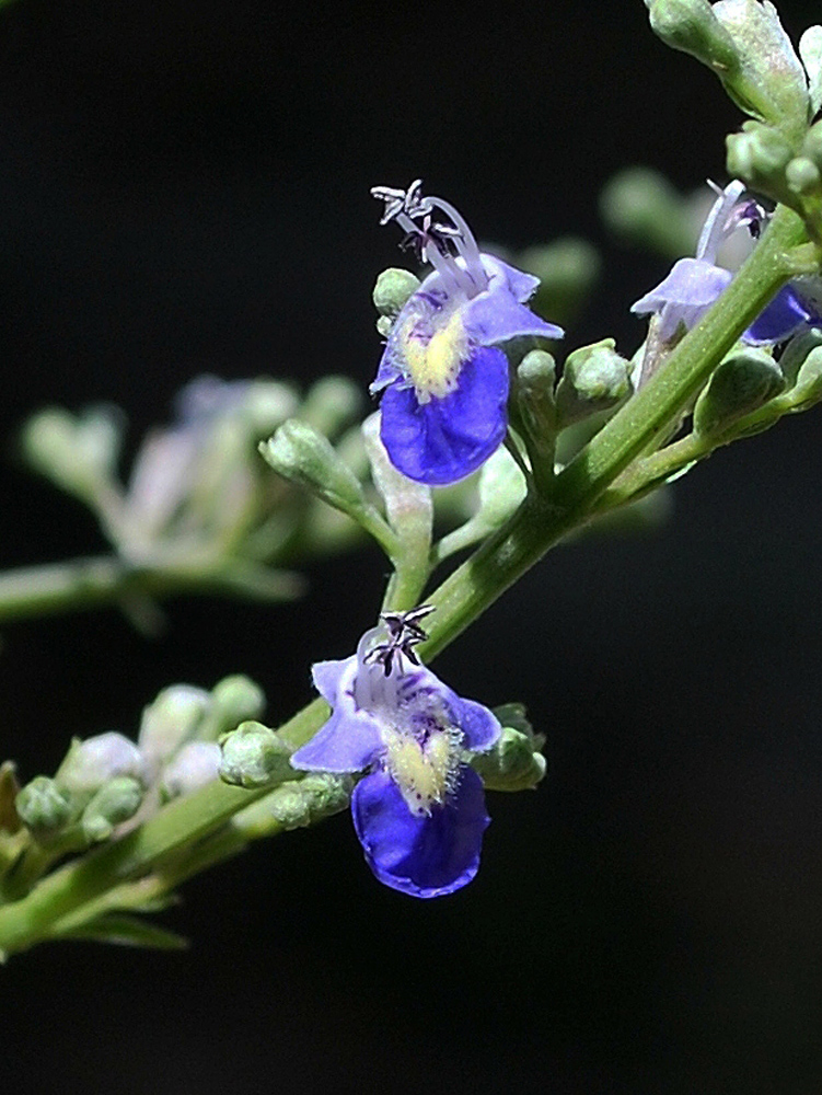 Изображение особи Vitex negundo.