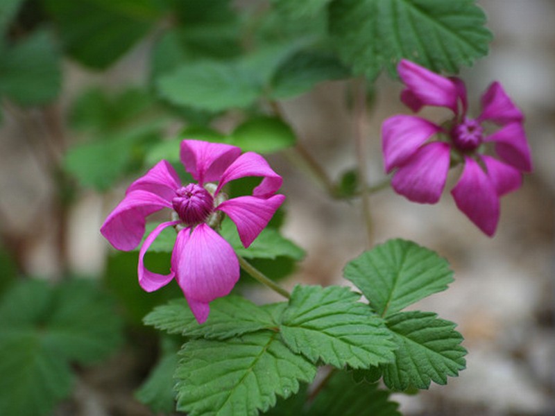 Image of Rubus arcticus specimen.