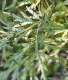 genus Artemisia. Стеблевые листья. Юг Красноярского края, окр. г. Минусинск. Август 2009 г.