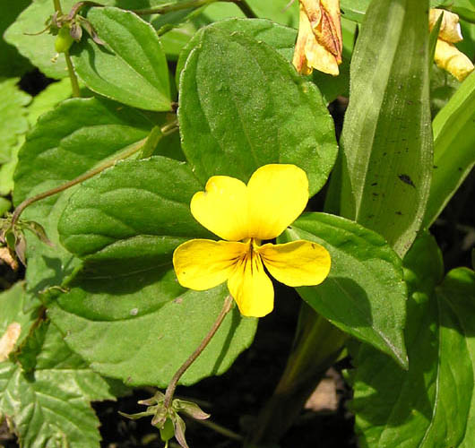 Image of Viola xanthopetala specimen.