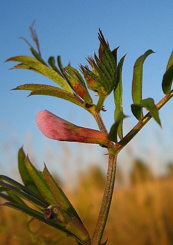 Image of Vicia segetalis specimen.