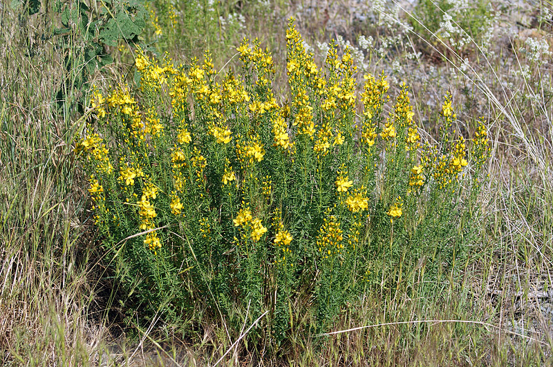 Image of Hypericum lydium specimen.