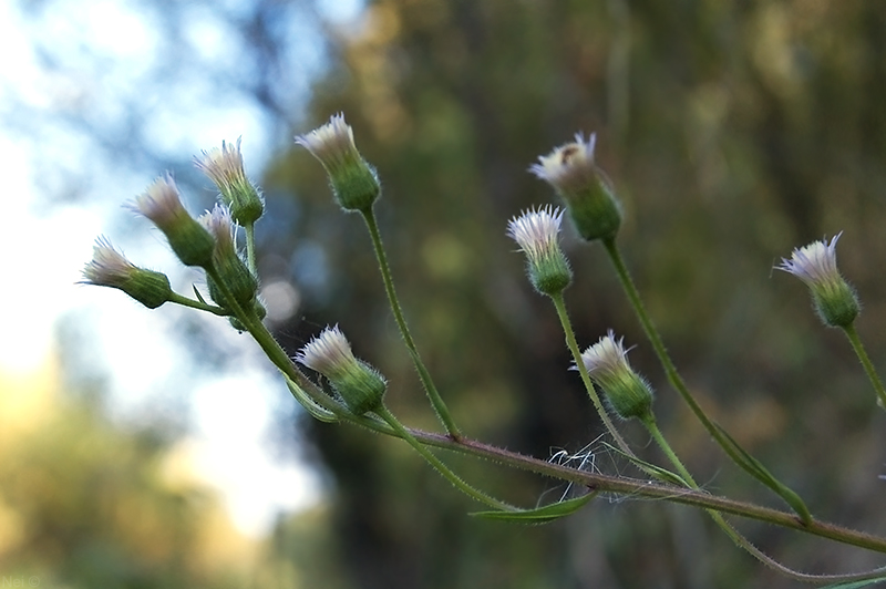 Image of Erigeron politus specimen.