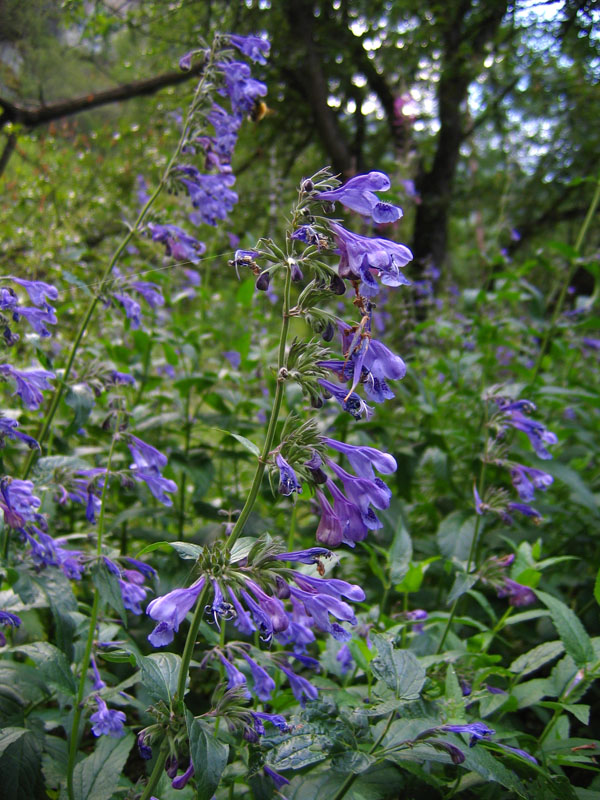 Изображение особи Nepeta sibirica.