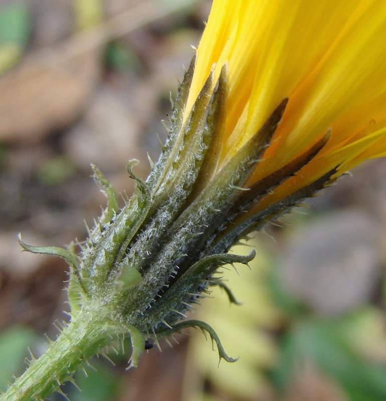 Image of Picris hieracioides specimen.