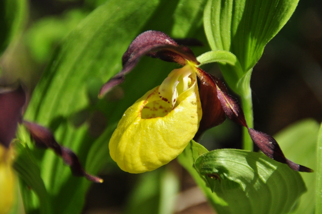 Image of Cypripedium calceolus specimen.