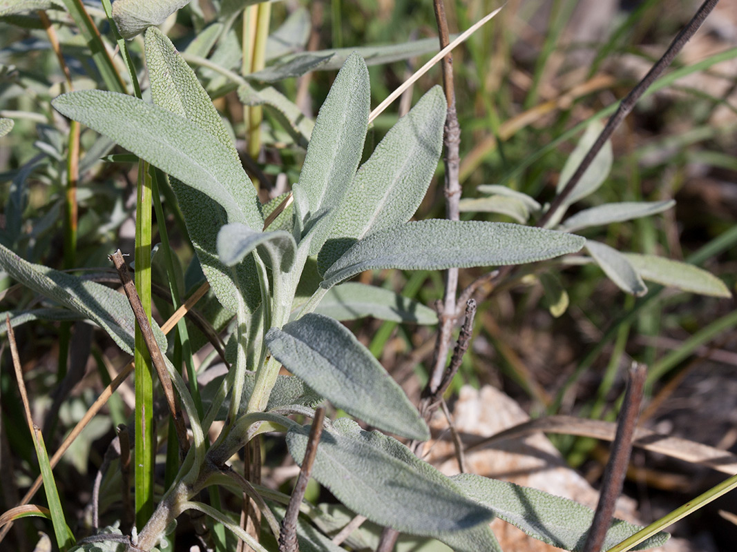 Изображение особи Salvia officinalis.