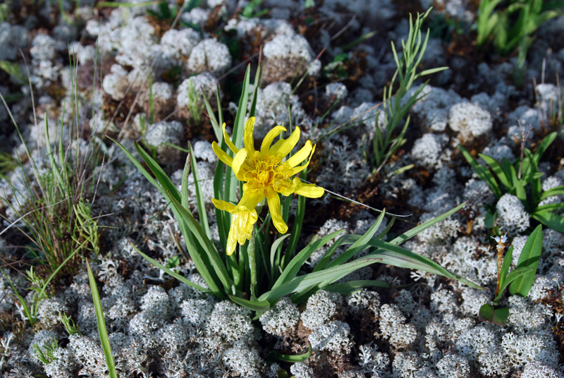 Image of Scorzonera radiata specimen.