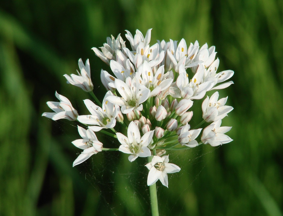 Image of Allium ramosum specimen.