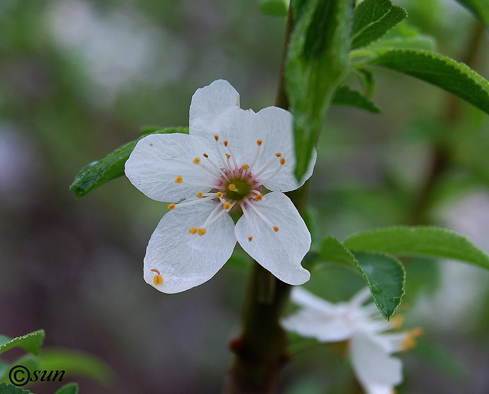 Image of Prunus cerasifera specimen.