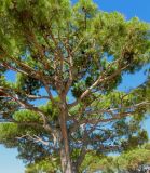 Pinus pinea. Крона взрослого дерева с голубями, спрятавшимися от зноя. Франция, Лазурный Берег, Антиб, набережная у порта Вобана, в культуре. 23.07.2014.