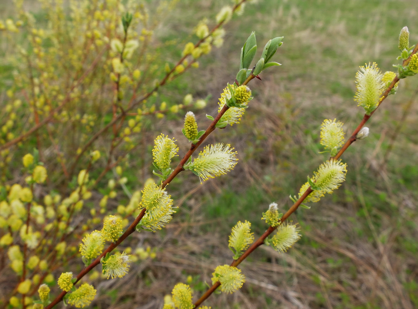 Image of Salix starkeana specimen.