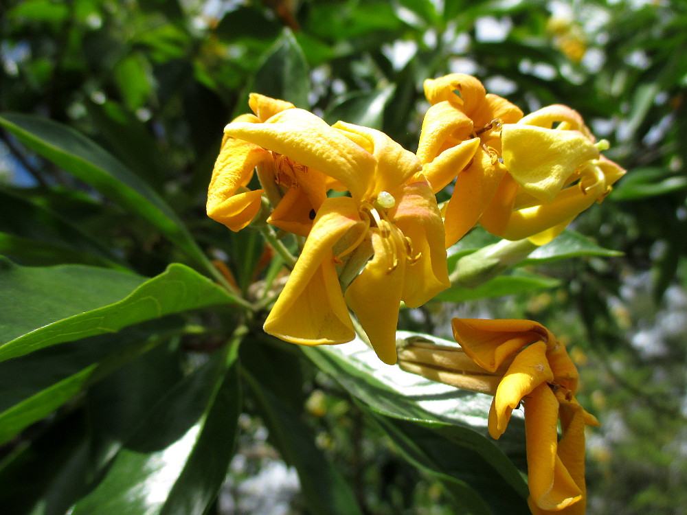 Image of Hymenosporum flavum specimen.