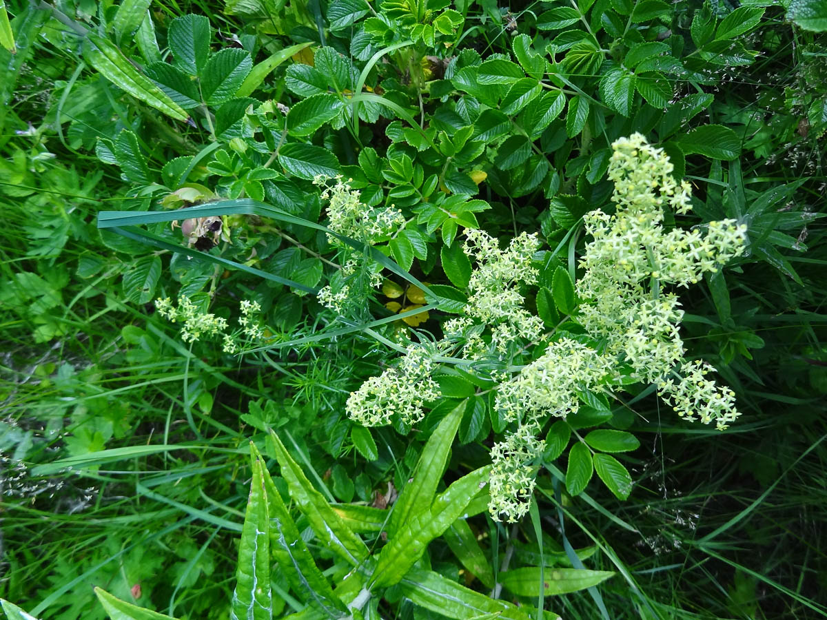 Image of genus Galium specimen.