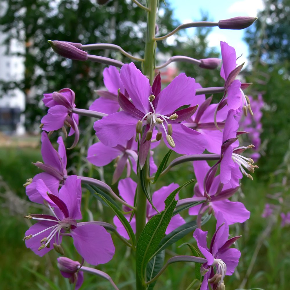 Image of Chamaenerion angustifolium specimen.