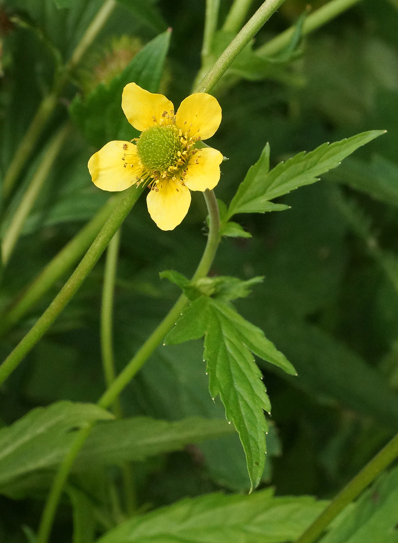 Изображение особи Geum aleppicum.