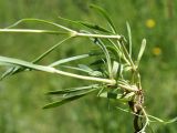 Gypsophila cephalotes. Части побегов с прикорневыми листьями и корнем. Кыргызстан, Нарынская обл., левый берег р. Нарын, долина руч. Бурган-Суу. 11.07.2015.