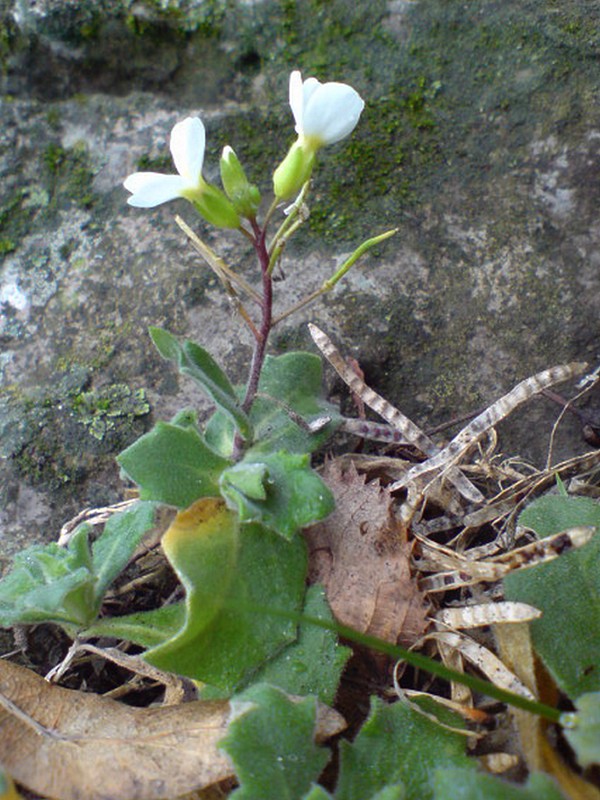 Изображение особи Arabis caucasica.