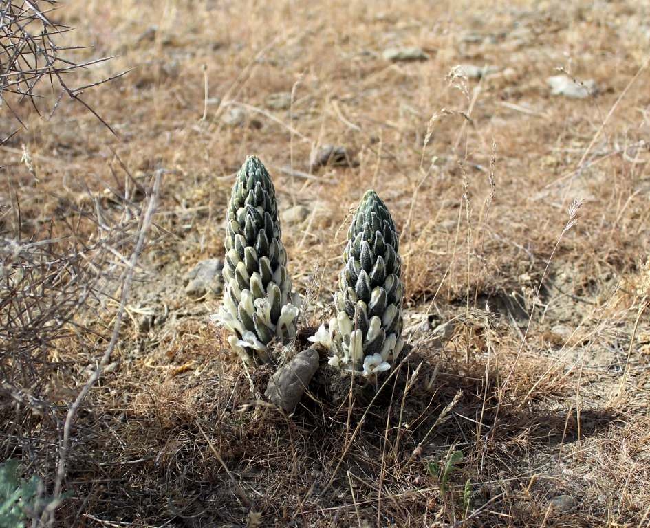 Image of genus Cistanche specimen.