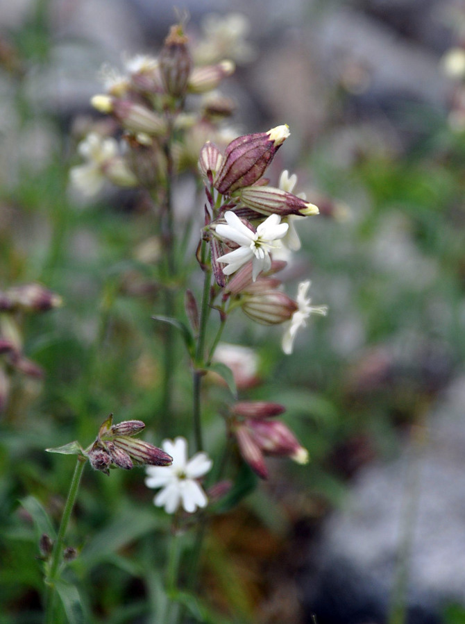 Image of Silene amoena specimen.