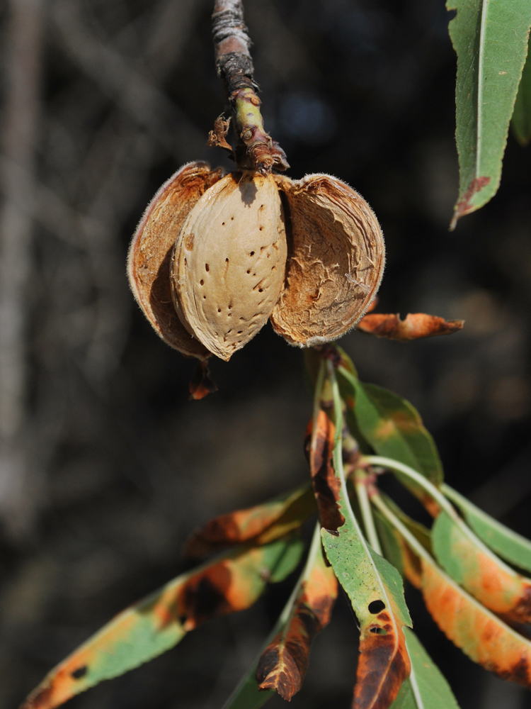 Изображение особи Amygdalus communis.