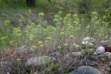 Alyssum alyssoides. Цветущие растения. Республика Адыгея, г. Майкоп, южная окраина города, луг у обрыва к левому берегу реки Белая, на каменистом обнажении. 09.04.2016.