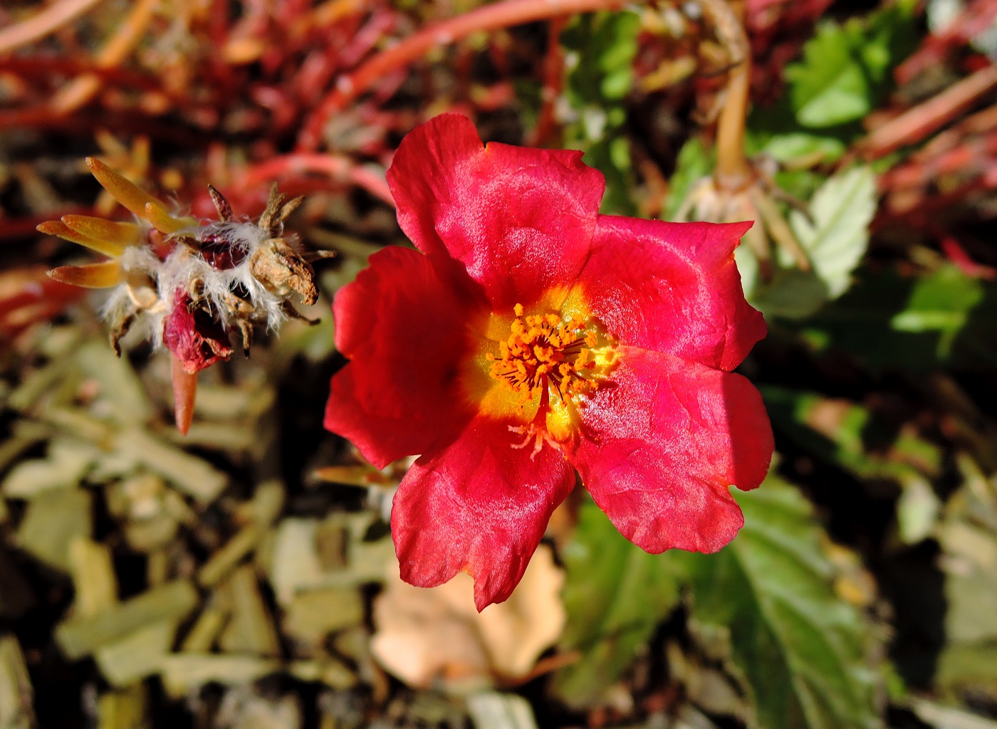 Image of Portulaca grandiflora specimen.