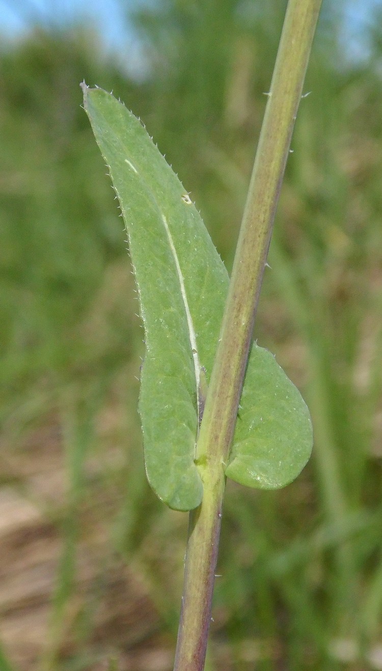 Image of Brassica campestris specimen.