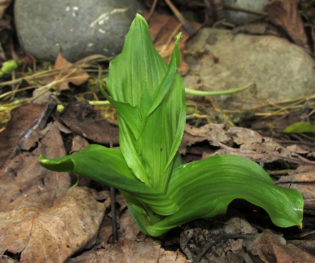 Изображение особи Epipactis helleborine.